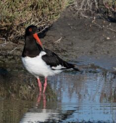 11ème édition des Rencontres d’Ornithologie Bretonne