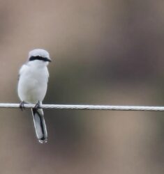 Rencontres naturalistes de la plateforme collaborative Faune-Limousin