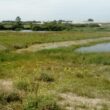 Observer les oiseaux près du Fort-Vert (Pas-de-Calais), de la « jungle » de Calais à une zone humide arrière-dunaire