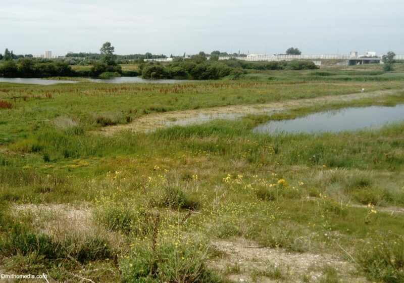 Observer les oiseaux près du Fort-Vert (Pas-de-Calais), de la « jungle » de Calais à une zone humide arrière-dunaire