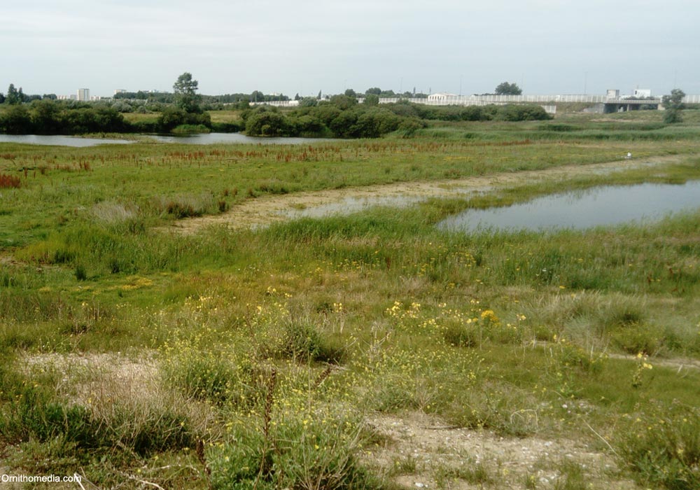 Vue de la zone humide créée sur le site de l'ancienne "jungle" de Calais , près du Fort-Vert (Pas-de-Calais)