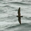 Quels oiseaux marins arrivent à voler dans les vents les plus violents ?