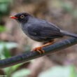 Description d’une nouvelle espèce d’oiseau endémique du Panama : la Grive du Darién
