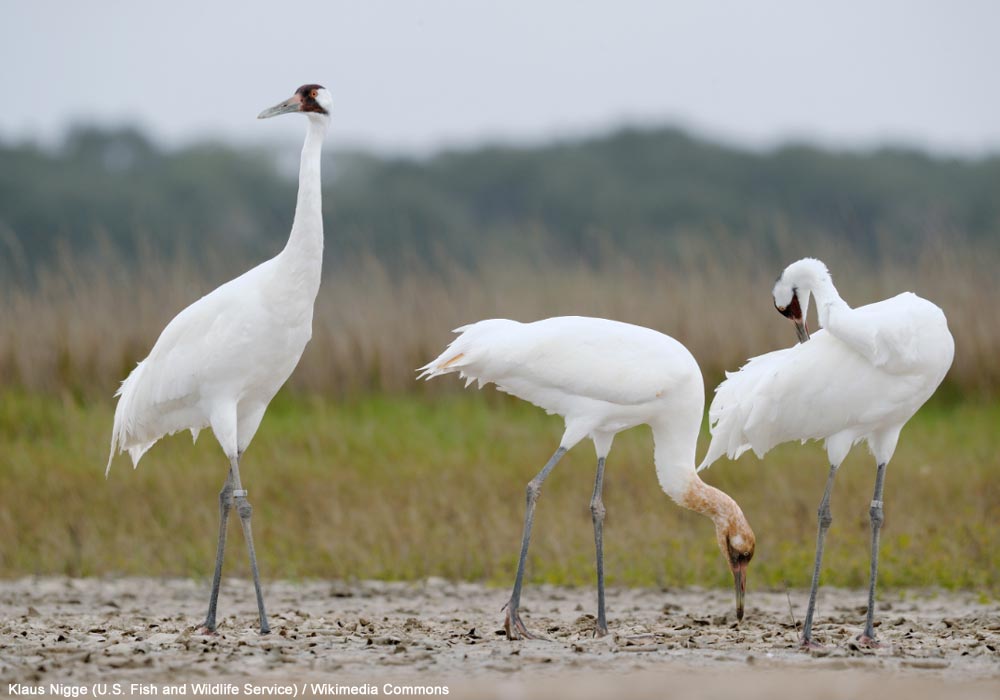 Grues blanches (Grus americana)
