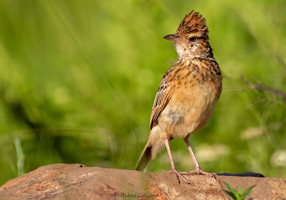 Alouette sabota (Calendulauda sabota)