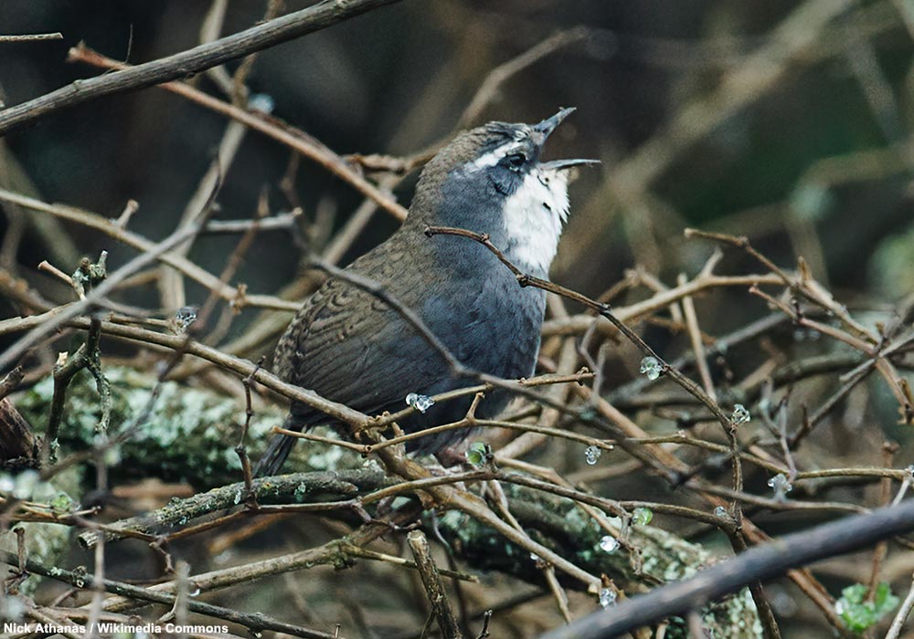 Mérulaxe bridé (Scytalopus superciliaris)