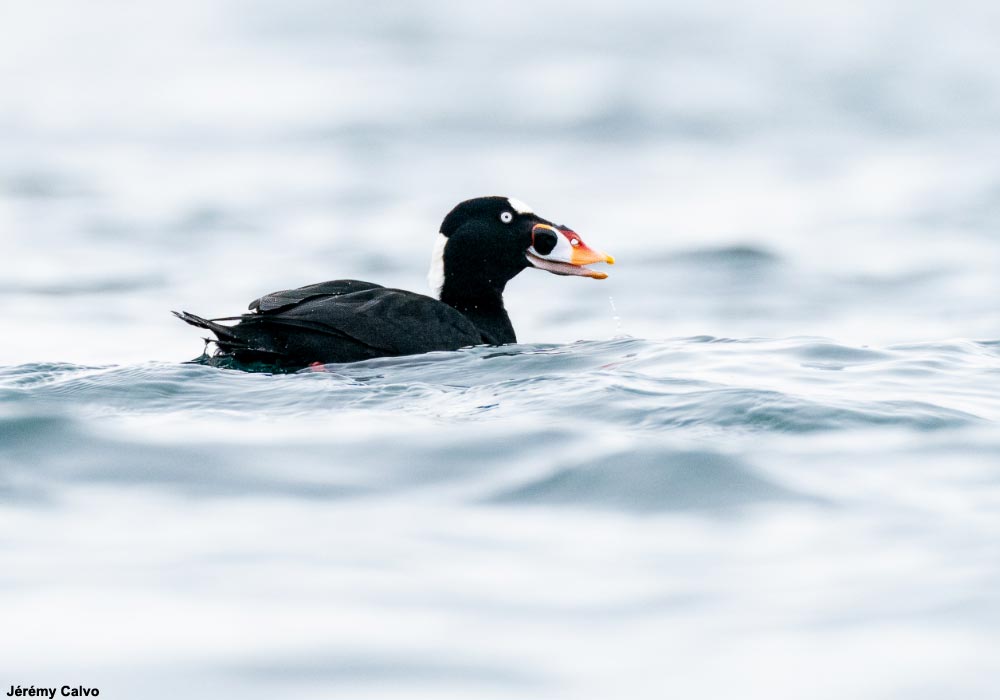 Macreuse à front blanc (Melanitta perspicillata) mâle adulte