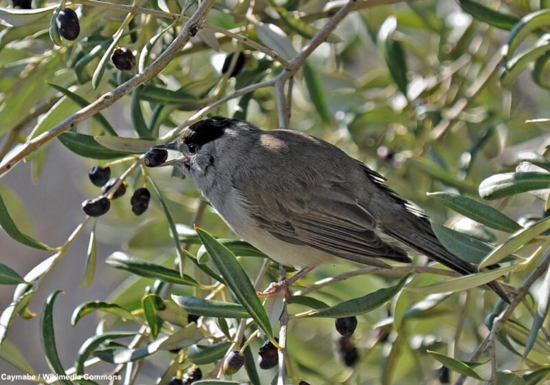 Peut-on concilier l’oléiculture intensive et la conservation des oiseaux hivernants ?