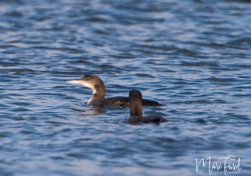 Où observer les oiseaux dans le port d’Ostende (Belgique) ?