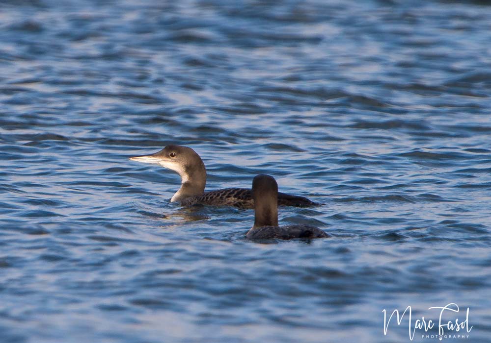 Plongeons imbrins (Gavia immer)