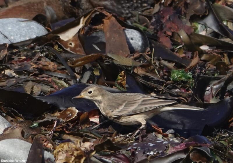 Comment différencier le Pipit d’Amérique (ou farlousane) des Pipits spioncelle et farlouse ?