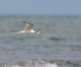 1-Sterne caugek | Sterna sandvicensis | Sandwich Tern