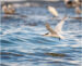 1-Sterne caugek | Sterna sandvicensis | Sandwich Tern