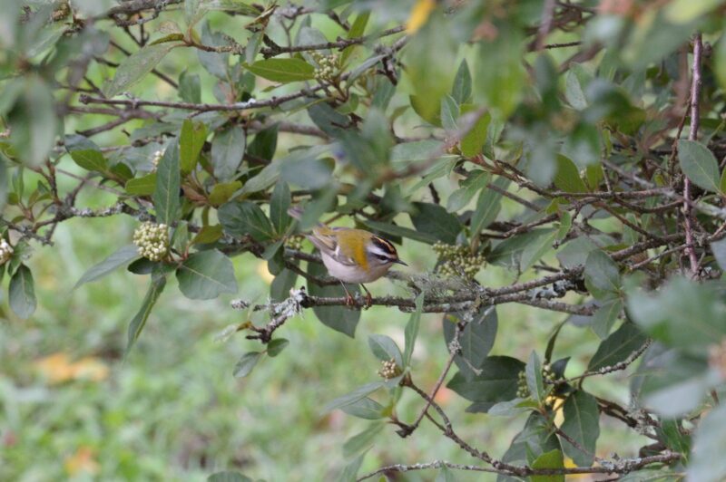 Roitelet triple-bandeau