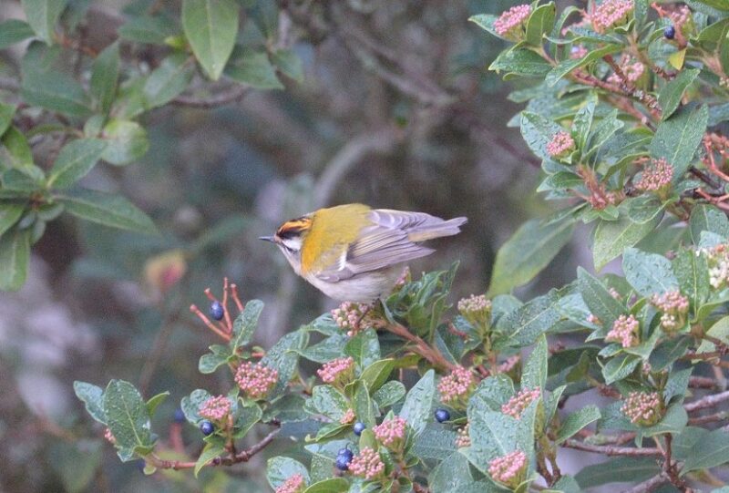 Roitelet triple-bandeau