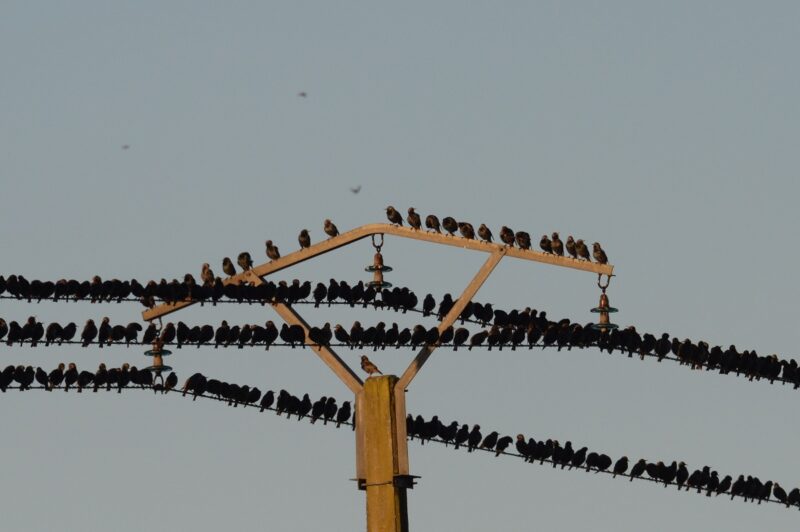 Rassemblement d’étourneaux