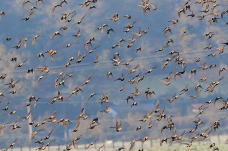 Vol d’étourneaux