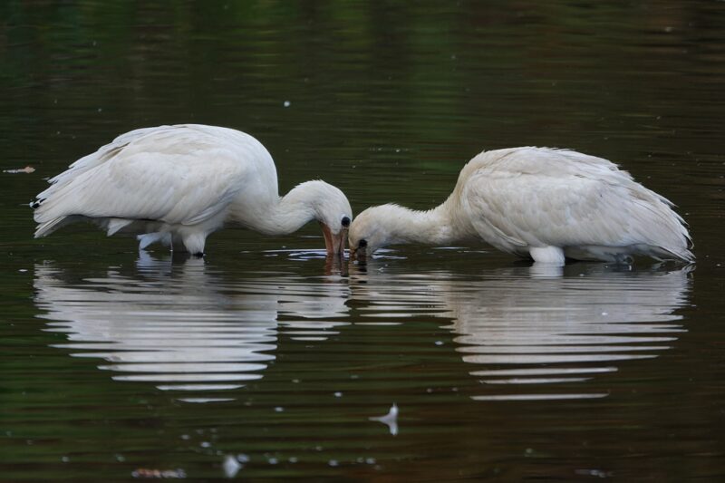 Spatules blanches à la pêche