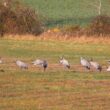 Sortie guidée à la découverte des oiseaux hivernants de la Sologne