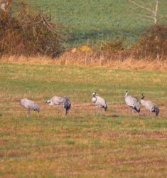Sortie guidée à la découverte des oiseaux hivernants de la Sologne