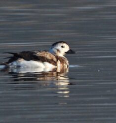 Visite ornithologique guidée de la station de lagunage de Rochefort