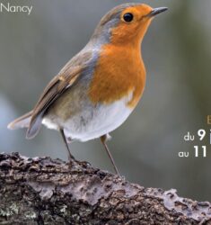 Exposition « Découvrir les oiseaux des jardins »