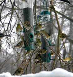 124ème Recensement des Oiseaux de Noël ou Christmas Bird Count