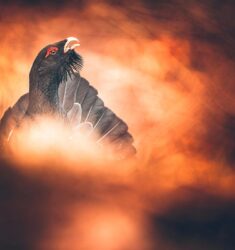 5ème festival de photo nature des Franches-Montagnes