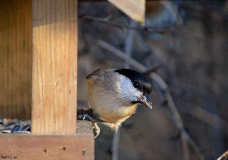 Comment ne pas trop défavoriser les Mésanges nonnette et boréale lorsque l’on nourrit les oiseaux ?