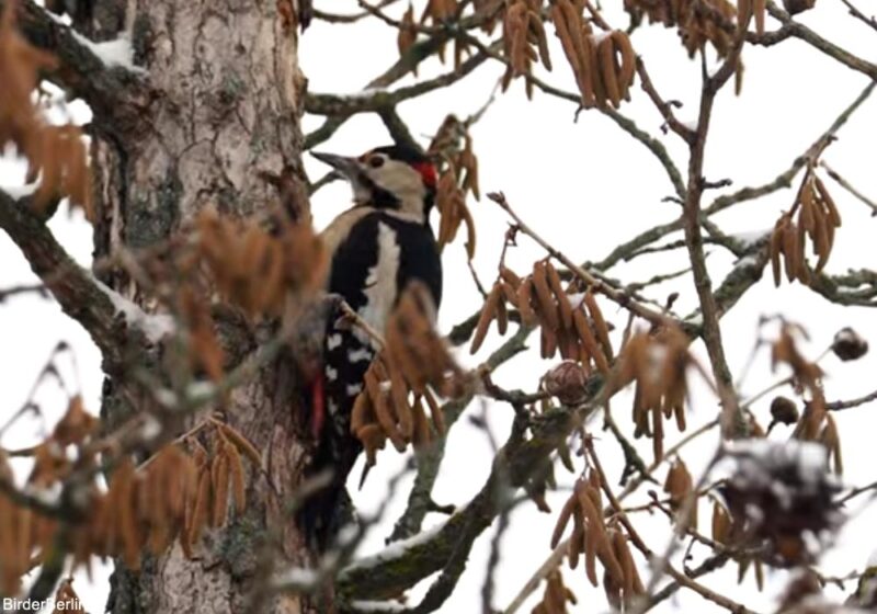 La « conquête de l’Ouest » se poursuit : observation hivernale d’un Pic syriaque à Francfort-sur-l’Oder (Allemagne)