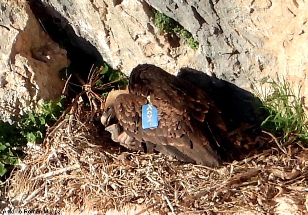 Vautour de Rüppell (Gyps rueppellii) mâle adulte avec son jeune