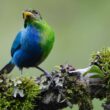 Un spectaculaire Tangara émeraude mi-mâle mi-femelle (gynandromorphe) en Colombie