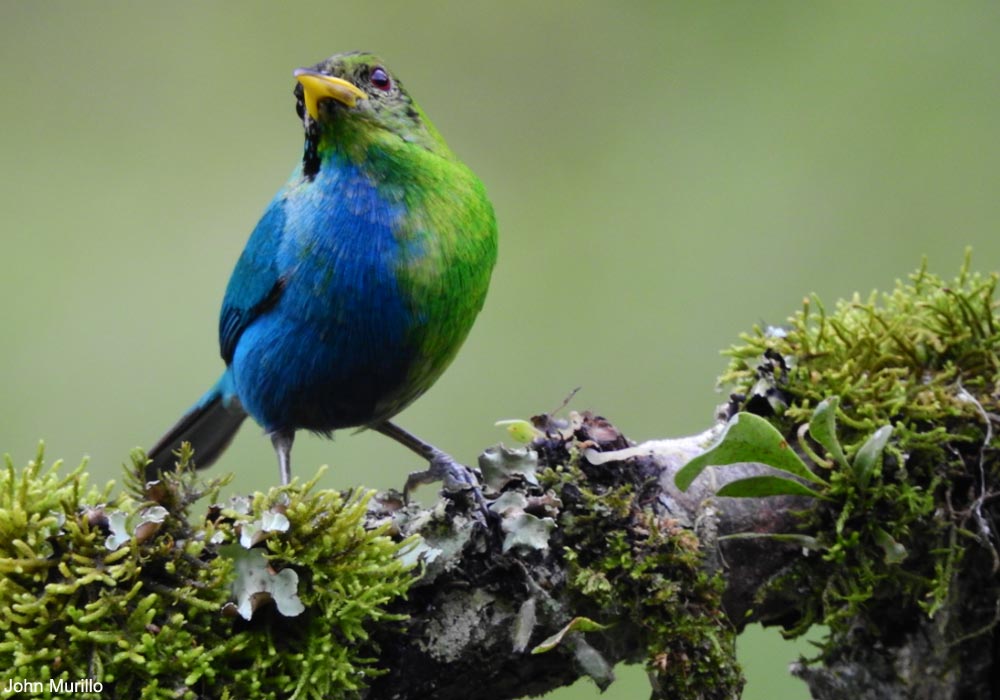Tangara émeraude (Chlorophanes spiza) atteint de gynandromorphisme bilatéral