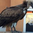 Un Vautour fauve provoque un bouchon dans la ville de la Ciotat (Bouches-du-Rhône) en novembre 2023