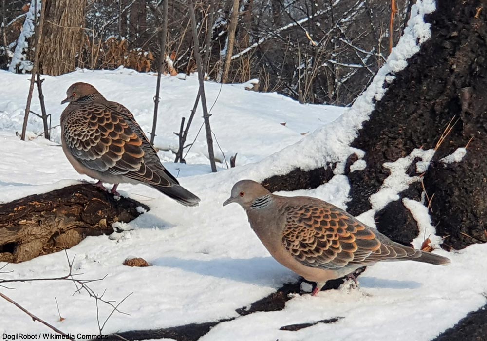 Tourterelles orientales (Streptopelia orientalis)