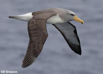 Albatros de Chatham (Thalassarche eremita)