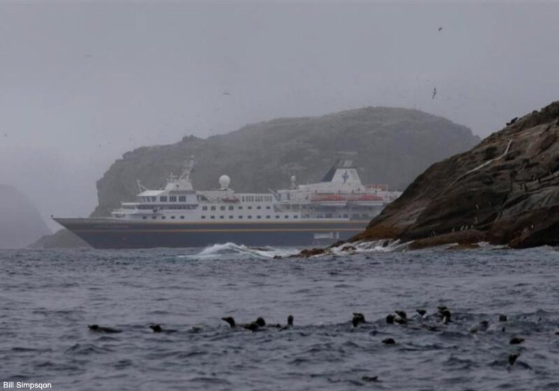 Périple ornithologique sur l’île du Sud et dans les petites îles néo-zélandaises, des Hen and Chicken à Campbell