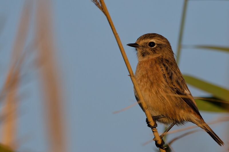 Tarier pâtre femelle
