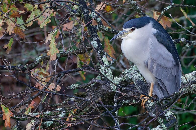 Bihoreau gris dans la réserve du Teich