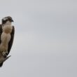 Balbuzard pêcheur dans la réserve du Teich
