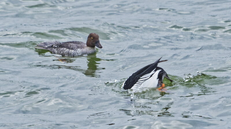Couple de Garrots à œil d&rsquo;or en Alsace