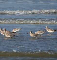 17ème festival Natur’Armor