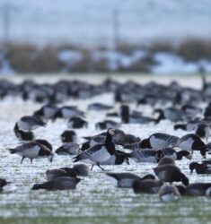 58ème comptage Wetlands International des oiseaux d’eau hivernants