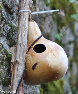 Nichoir créé à partir d'un fruit de la Gourde pélerine (Lagenaria siceraria)