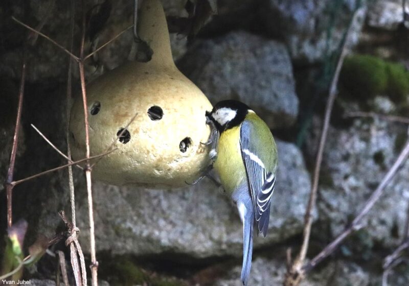 Comment transformer des calebasses en mangeoires ou en nichoirs pour les oiseaux ?