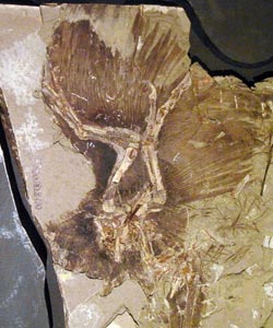 Spécimen d'Anchiornis huxleyi 