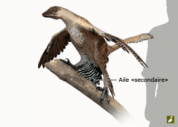 Microraptor gui