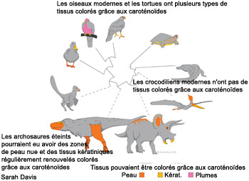 Tissus colorés par les caroténoïdes chez plusieurs groupes d'animaux modernes et éteints
