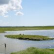 Observer les oiseaux dans les communaux de Lairoux et de Curzon (Vendée), l’un des plus vastes ensembles de prairies inondables du Marais poitevin