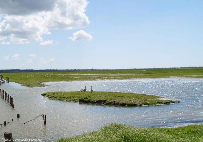 Observer les oiseaux dans les communaux de Lairoux et de Curzon (Vendée), l’un des plus vastes ensembles de prairies inondables du Marais poitevin